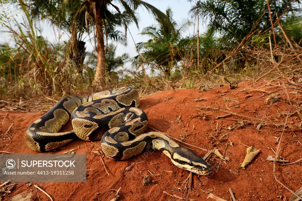 Ball python (Python regius) crawling, Togo, From Senegal to Uganda.