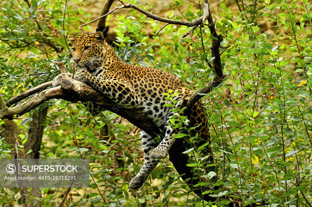 javan leopard