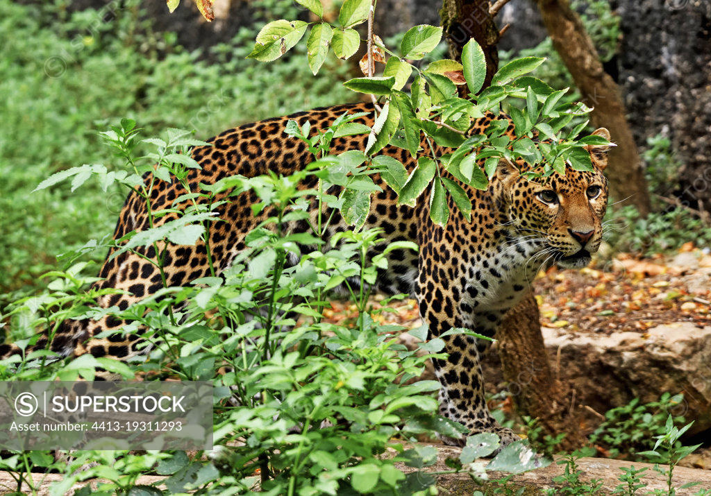 javan leopard