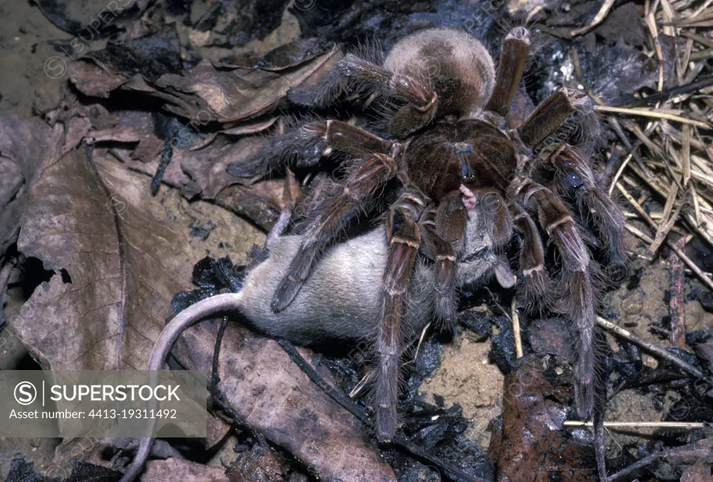 Goliath birdeater tarantula (Theraphosa blondi) attacking a rodent, French Guyana