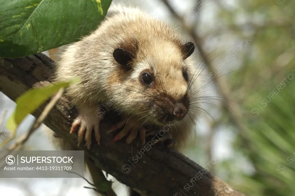 Northern Luzon giant cloud rat (Phloeomys pallidus), Luzon, Philippines