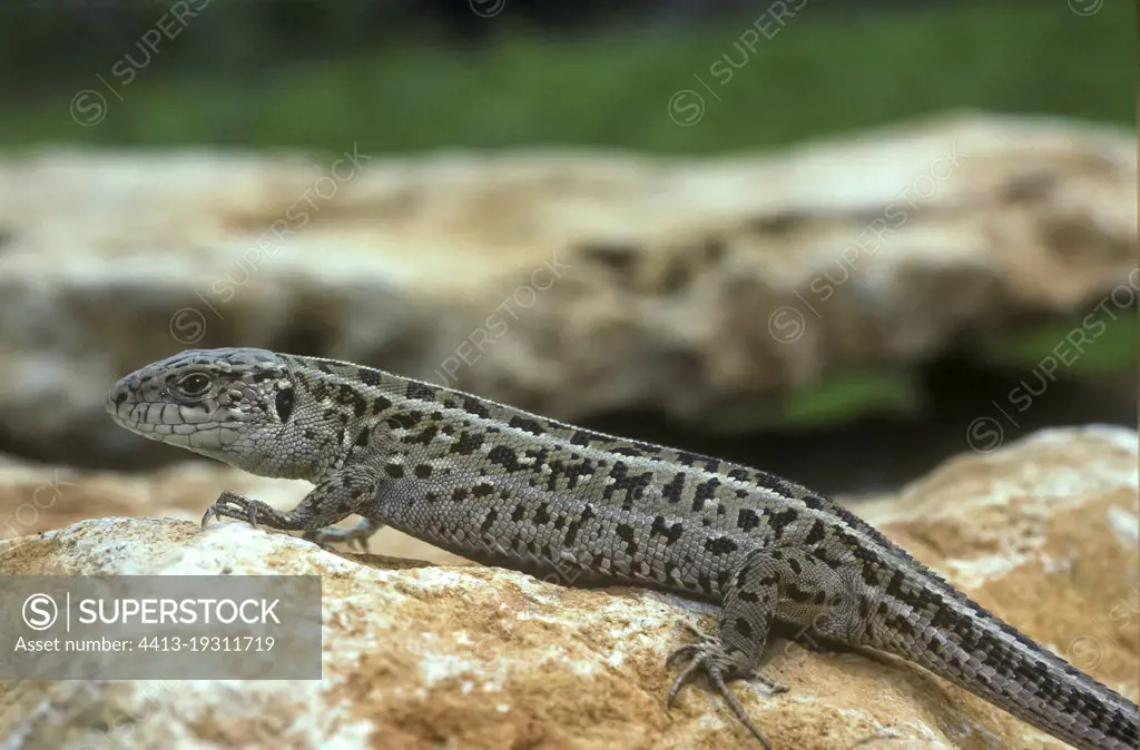 Sand lizard (Lacerta agilis) female on rock, France
