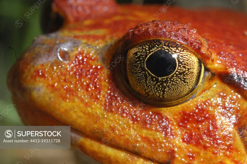 Tomato frog north east of Madagascar