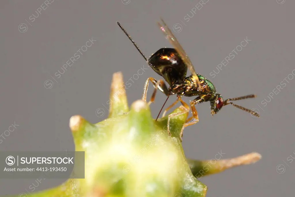 Parasitoid laying eggs in a Gall Wasp gall on Fennel