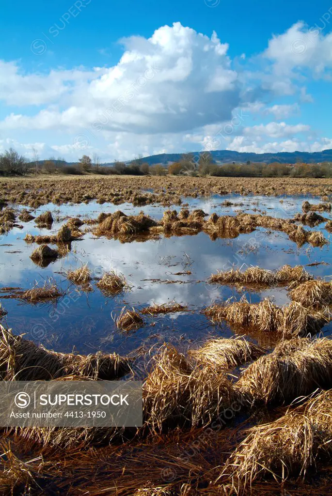 Peat bog in Auvergne France