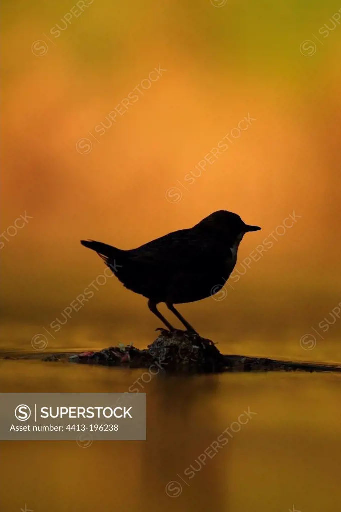 Silhouette of a dipper placed near water