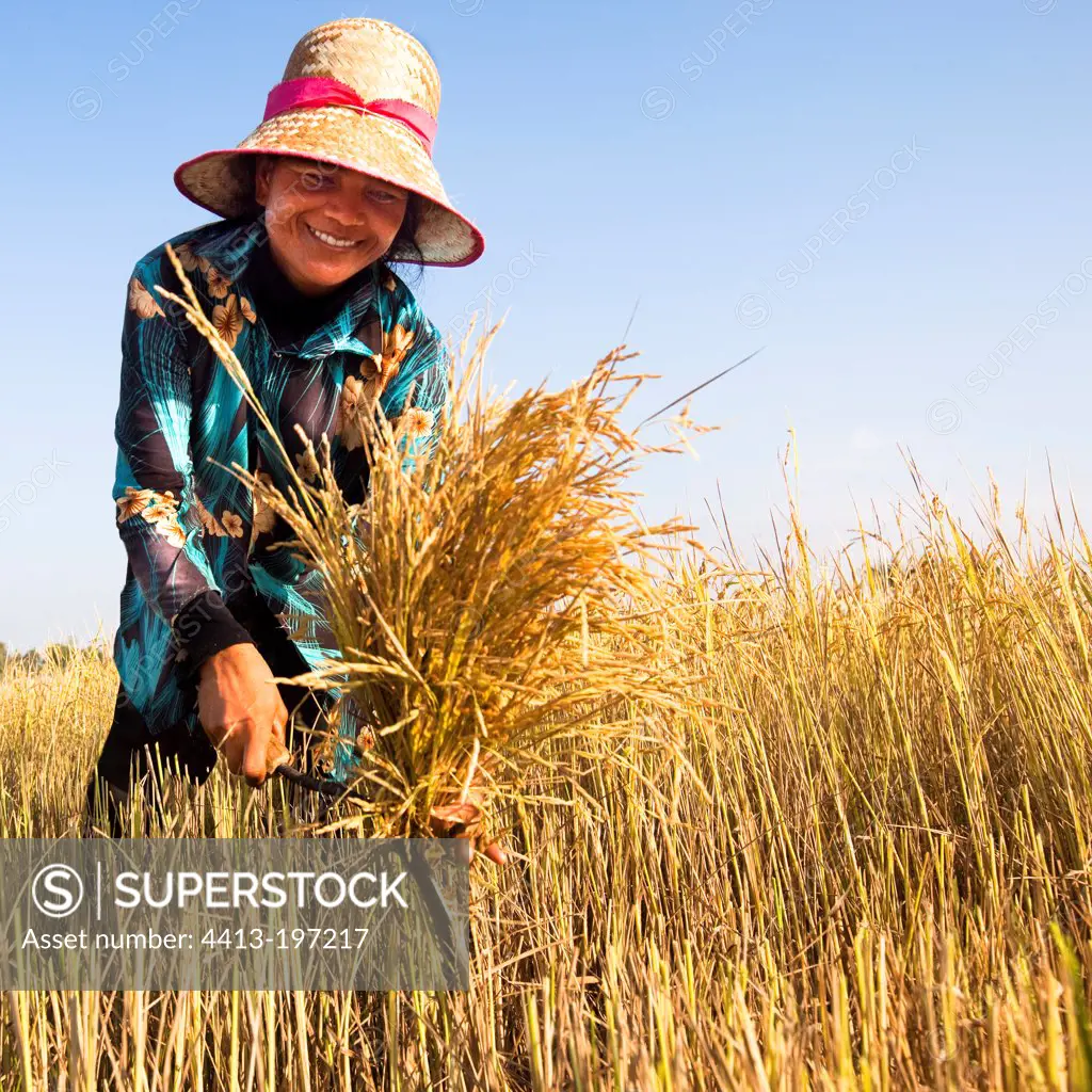 Woman harvesting the rice sickle Cambodia