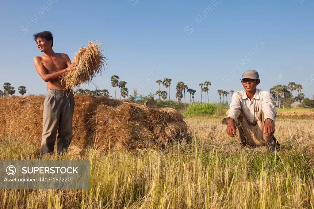 Men harvesting the rice sickle Cambodia