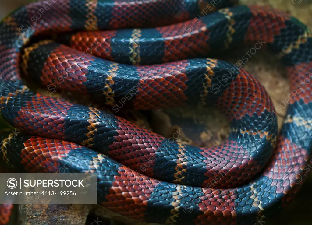 Black milk snake in Costa Rica