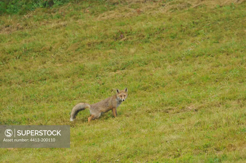 Red Fox marking its territory France