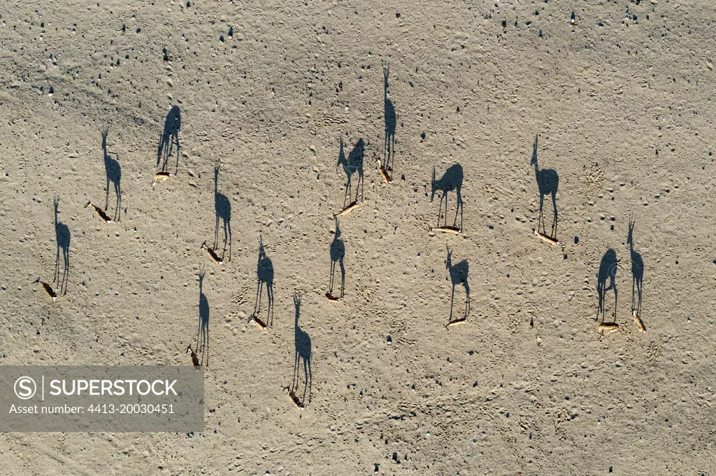 Springbok (Antidorcas marsupialis). In the dry bed of the Hoarusib river. Aerial view. Drone shot. Kaokoland, Kunene Region, Namibia.