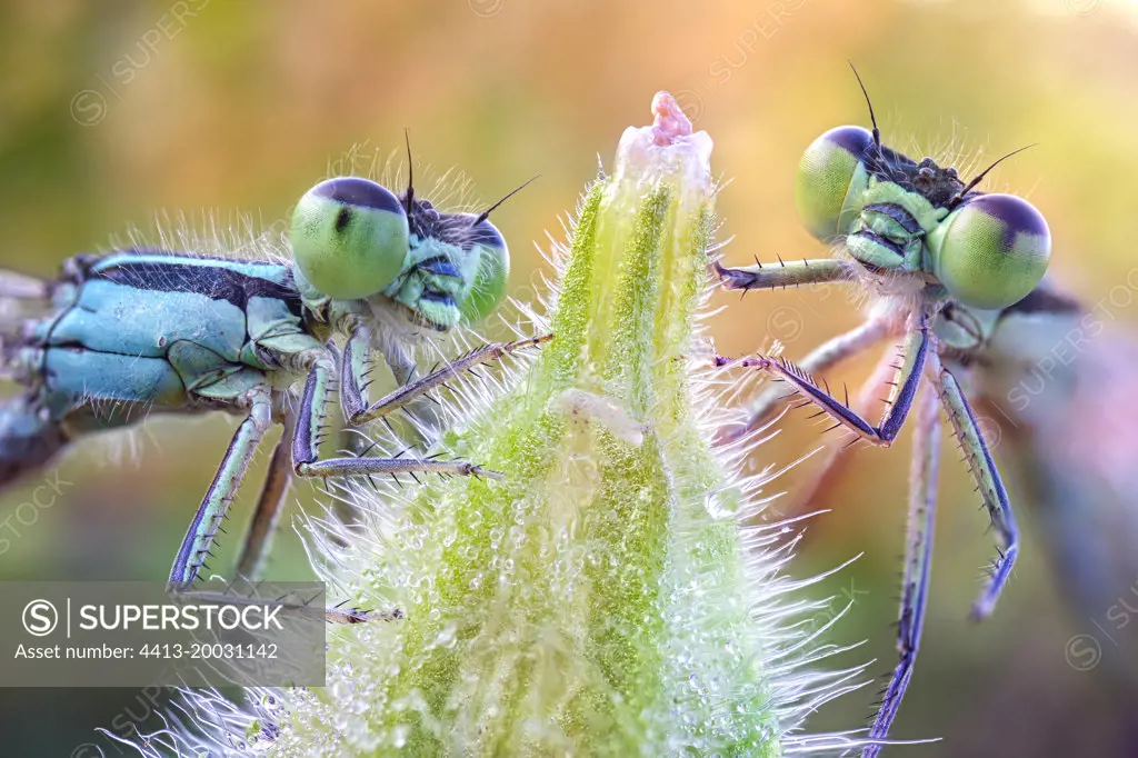 Two damselflies on a bud, Villarotta, Reggio Emilia, Italy