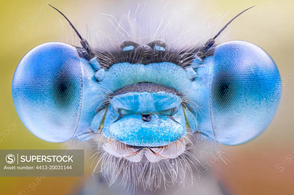 Eyes of a damselfly, Luzzara, Reggio Emilia, Italy