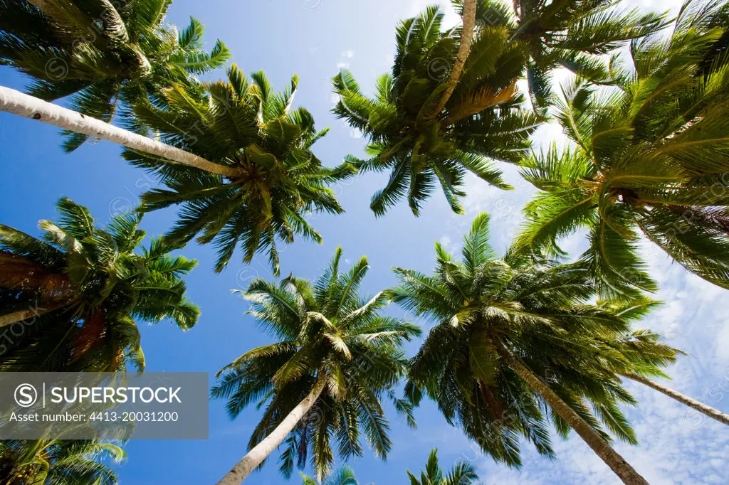 Coconut palms on blue sky background. Indonesia. Indian Ocean.