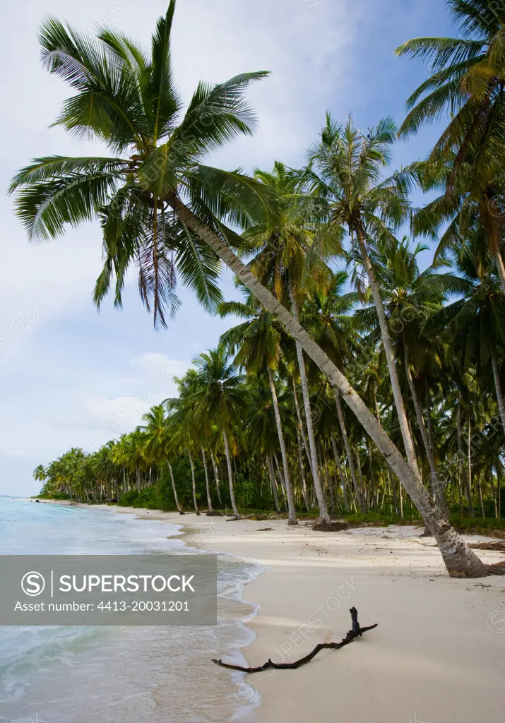 Coconut palms on blue sky background. Indonesia. Indian Ocean.