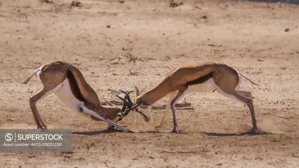 Two Springbok (Antidorcas marsupialis) dueling in Kgalagari transfrontier park, South Africa