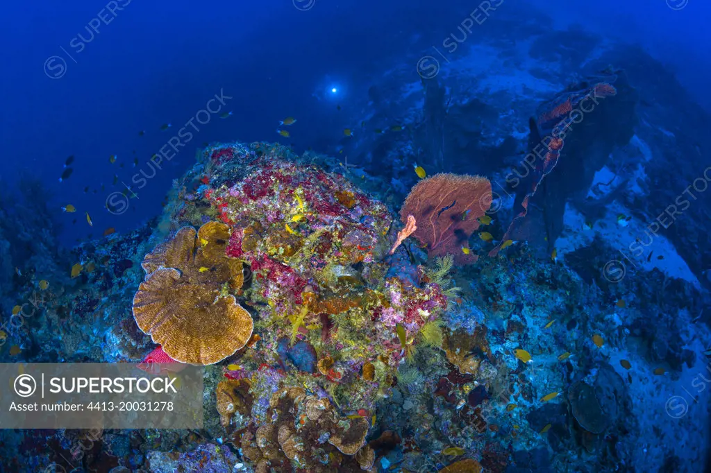 Mesophotic coral reef, atmosphere at 70 metres depth, twilight zone, Mayotte