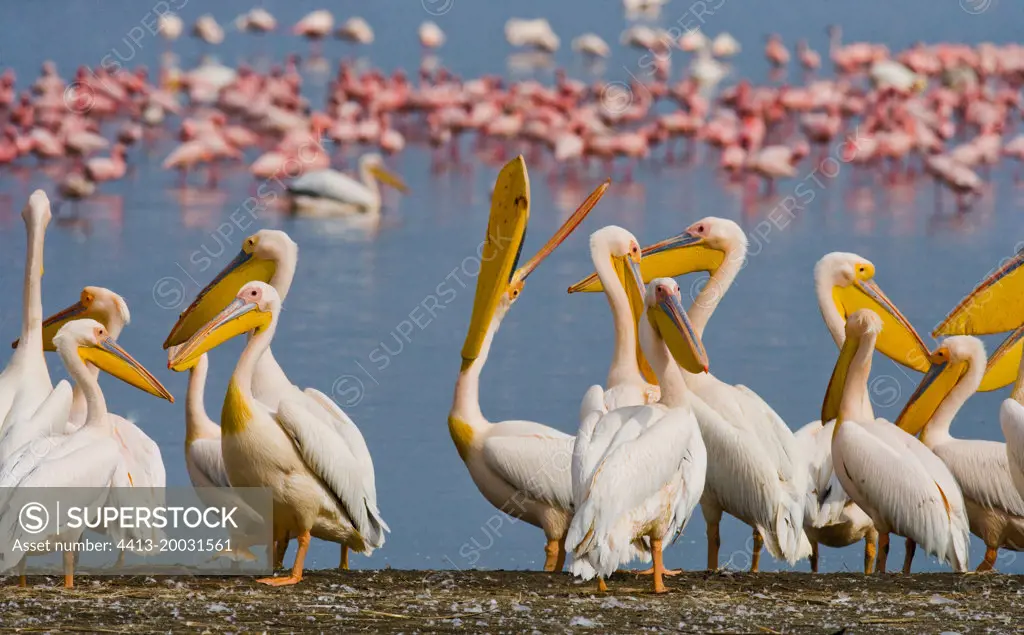 Group of pelicans (Pelecanus onocrotalus) are sitting at the water's edge. Lake Nakuru. Kenya. Africa.