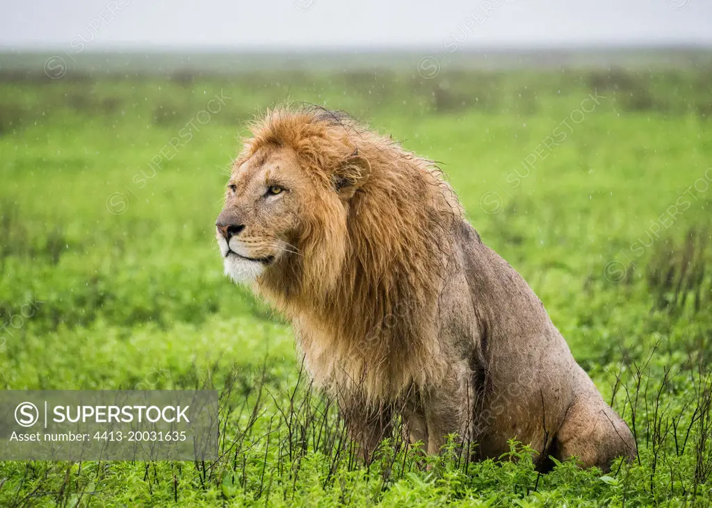 Big male lion (Panthera leo) in the grass. Serengeti National Park. Tanzania.