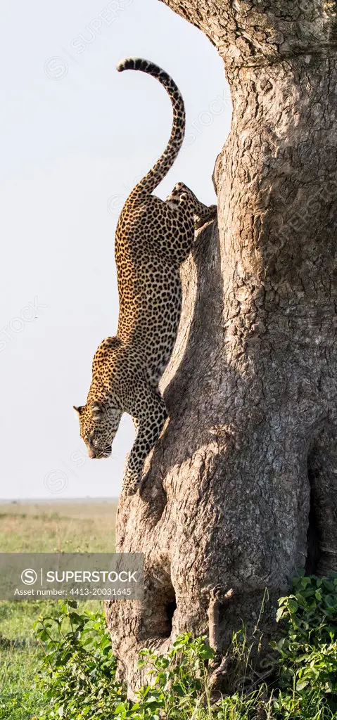 Leopard (Panthera pardus pardus) is jumping from tree to earth. National Park. Maasai Mara. Serengeti. Kenya. Tanzania.