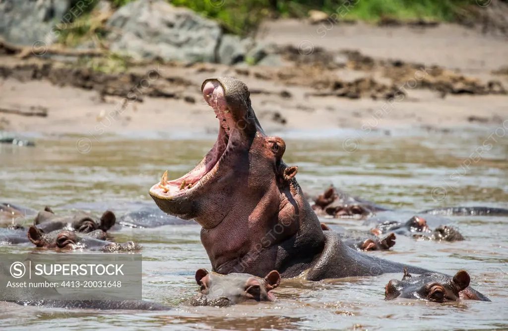 Hippo (Hippopotamus amphíbius) in water with wide open mouth. Serengeti National Park. Tanzania.