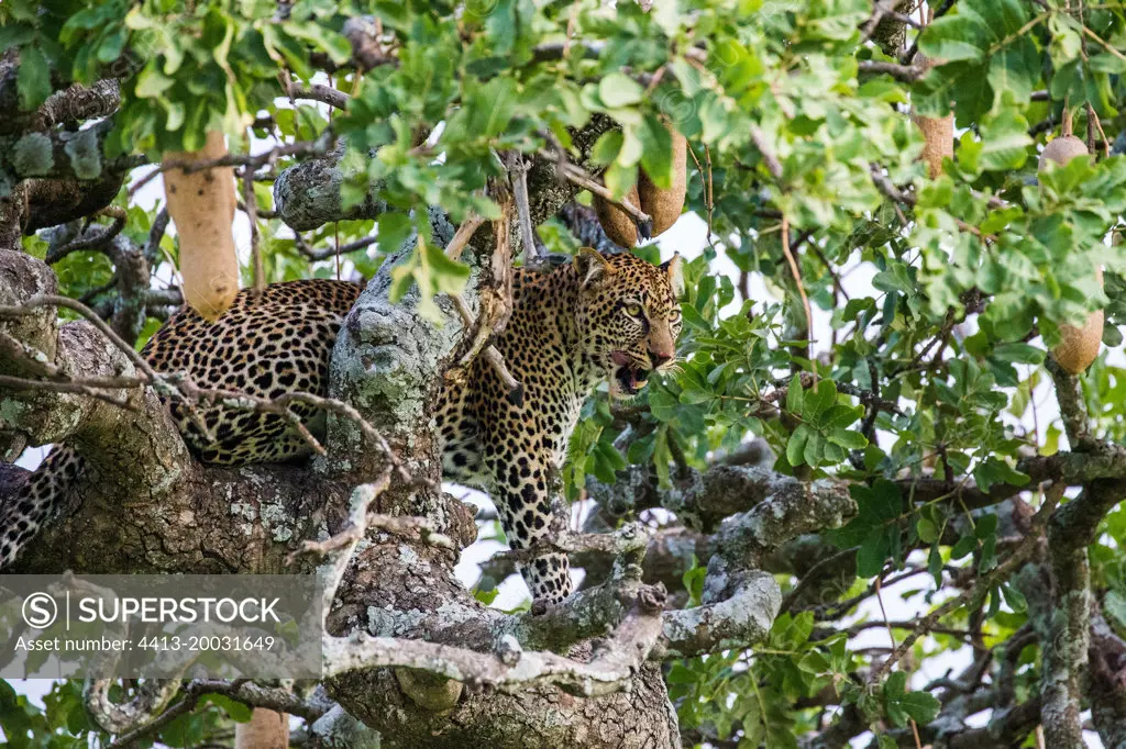 Leopard (Panthera pardus pardus) is looking out from behind a tree. National Park. Maasai Mara. Serengeti. Kenya. Tanzania.