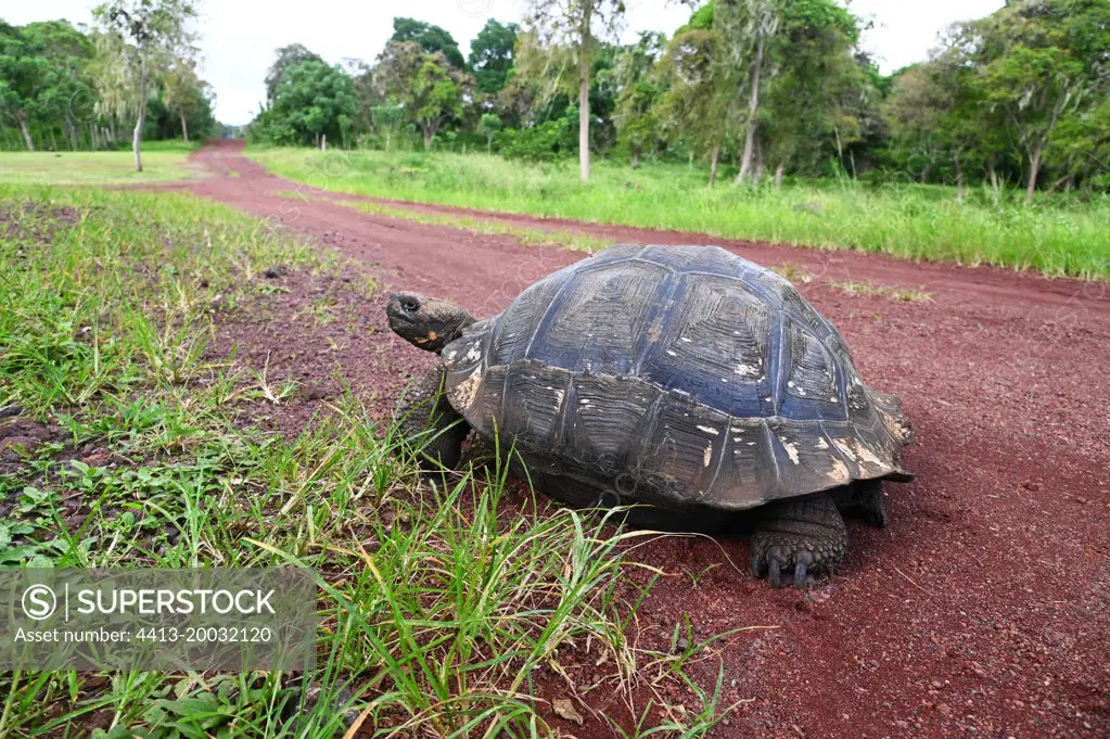 Giant tortoise (Chelonoidis sp) crossing a road. Island Santa Cruz. Galapagos archipelago. Ecuador.