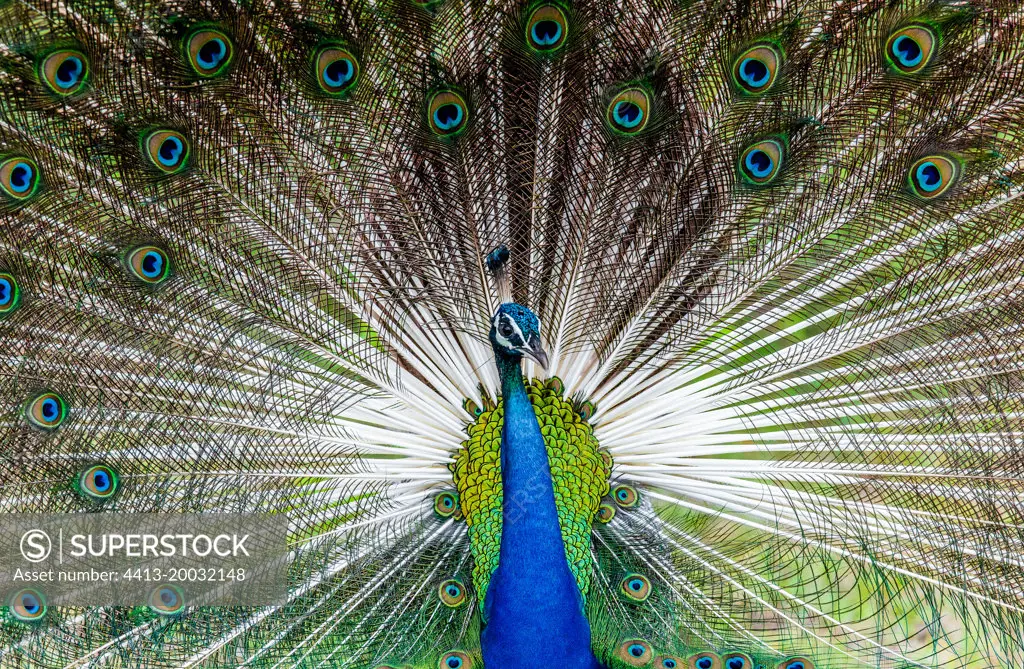 Portrait (Pavo cristatus) of a peacock on the background of his tail. Close-up. Sri Lanka. Yala National park