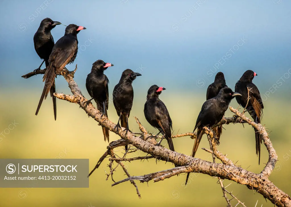 Several Red-billed Buffalo Weavers (Bubalornis niger) are sitting on a tree branch. Africa. Uganda.