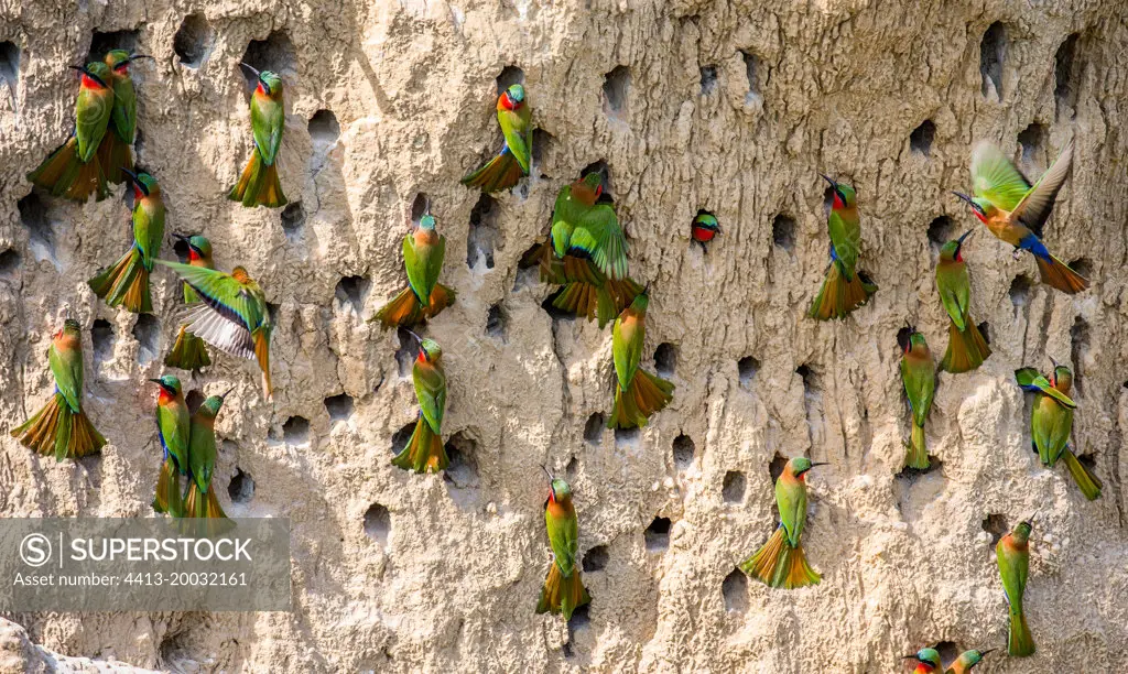Big colony of the bee-eaters (Merops apiaster) in their burrows on a clay wall. Africa. Uganda.