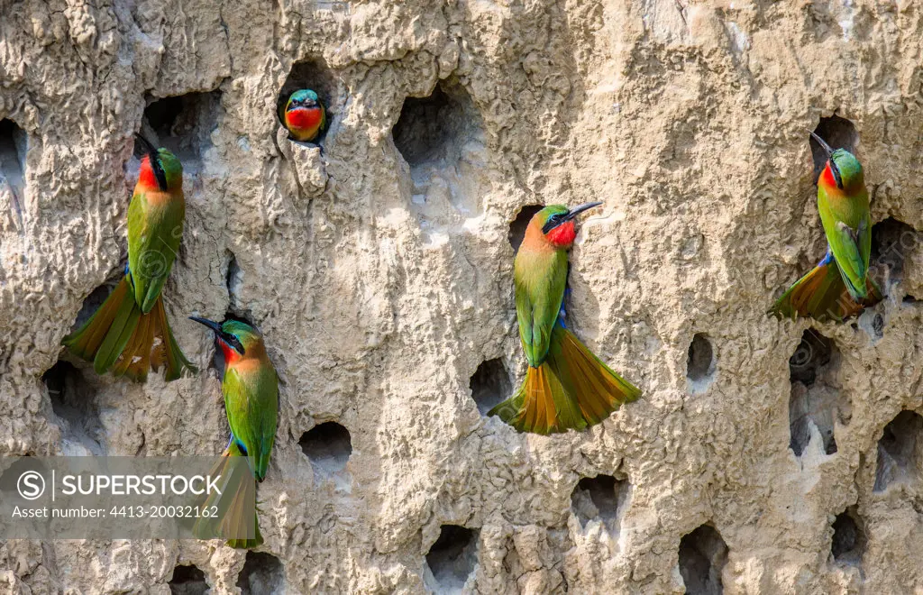 Big colony of the bee-eaters (Merops apiaster) in their burrows on a clay wall. Africa. Uganda.