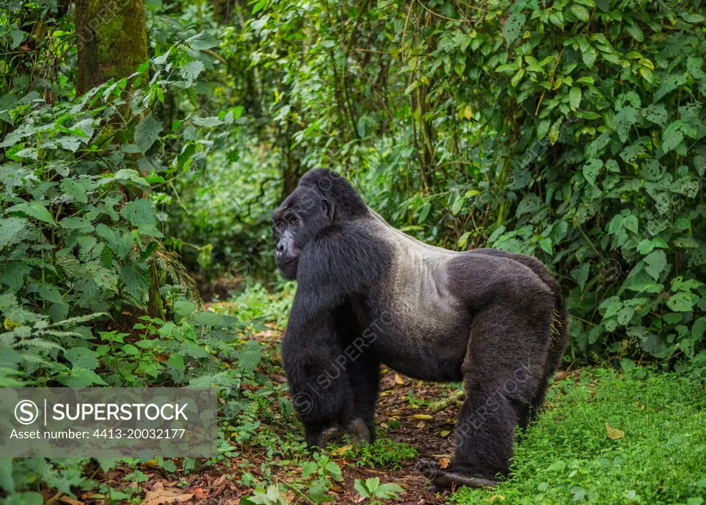 Dominant male mountain gorilla (Gorilla beringei beringei) in rainforest. Uganda. Bwindi Impenetrable Forest National Park.