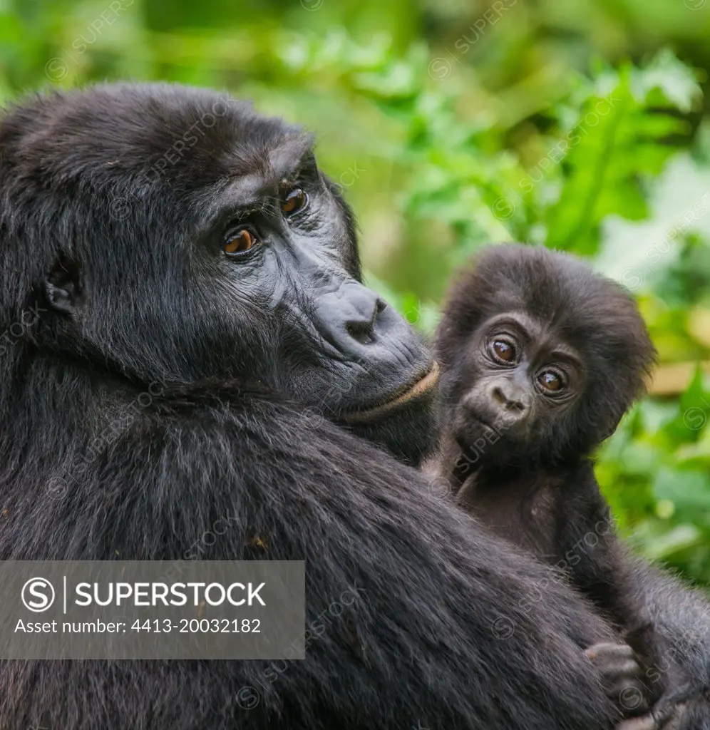 Female mountain gorilla (Gorilla beringei beringei) with a baby. Uganda. Bwindi Impenetrable Forest National Park.