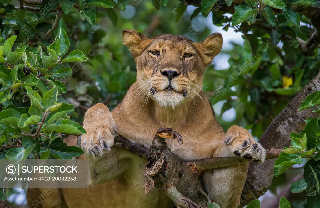 Lioness (Panthera leo) is hiding in the leafs of a large tree. Uganda. East Africa.