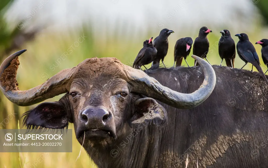 Portrait of a buffalo (Syncerus caffer) with birds on his back in the savannah. Close-up. Africa. Uganda.