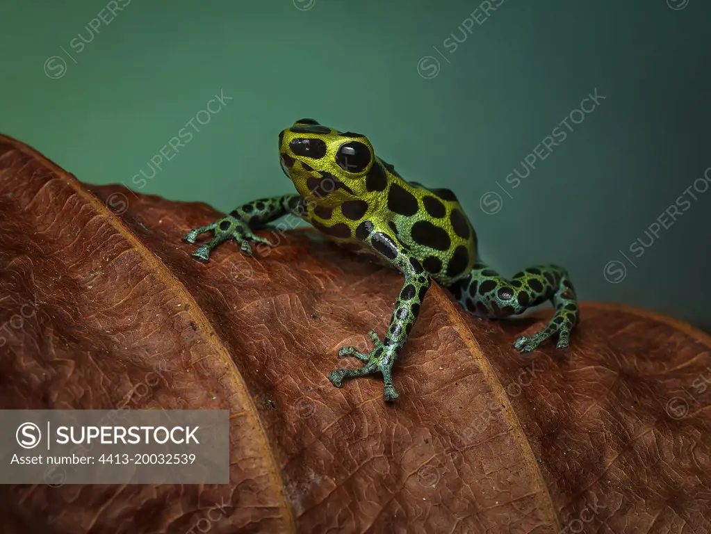 Poison frog (Ranitomeya variabilis), Peru