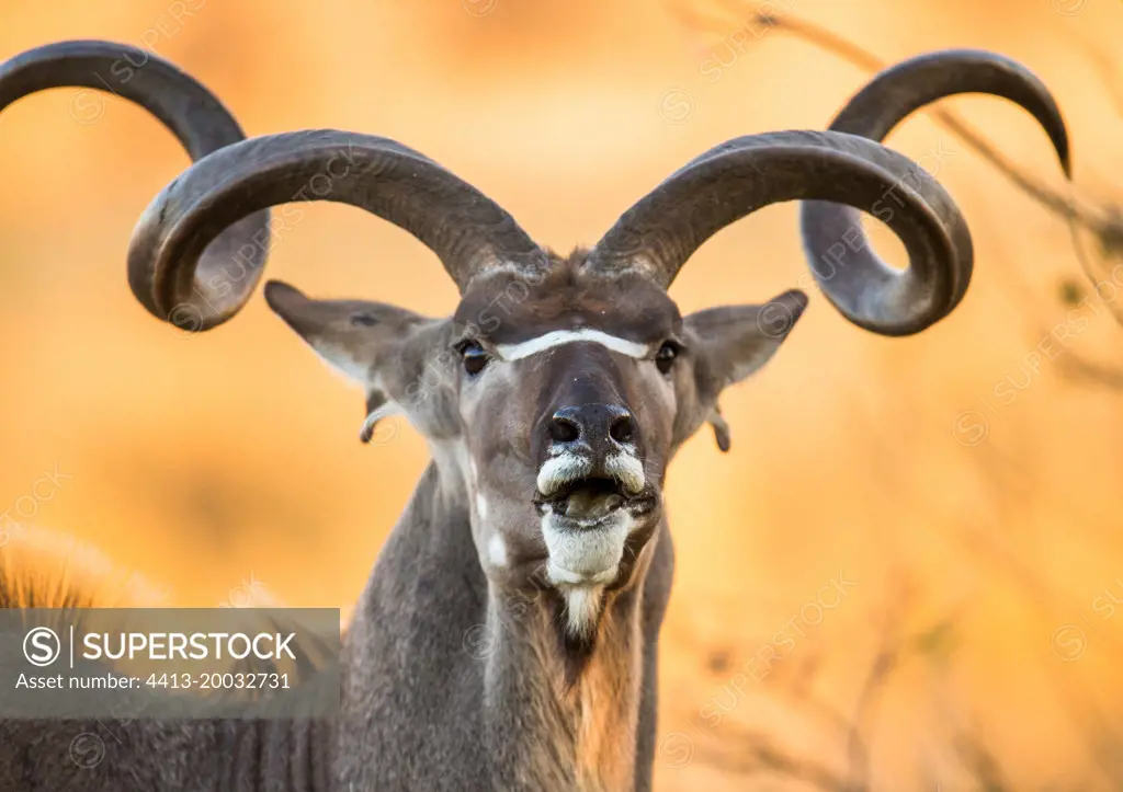 Portrait of antelope lowland nyala (Tragelaphus angasii) with beautiful horns. Close-up. Botswana. Okavango Delta.