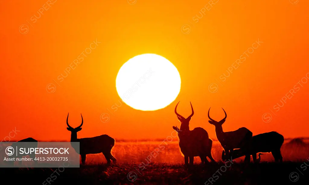 Group of Antelope puku (Kobus vardonii) at sunset. Botswana. Okango Delta.