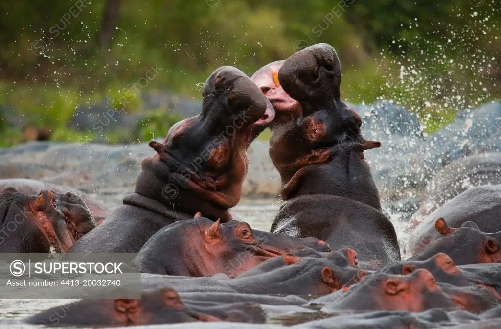 Two hippopotamus (Hippopotamus amphibius) are fighting with each other. Botswana. Okavango Delta.