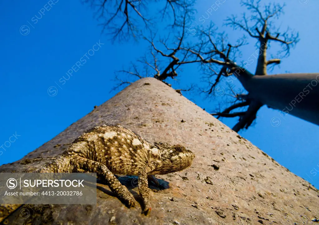 Baobab (Adansonia grandidieri) with chameleon on background blue sky. Morondava. Madagascar.