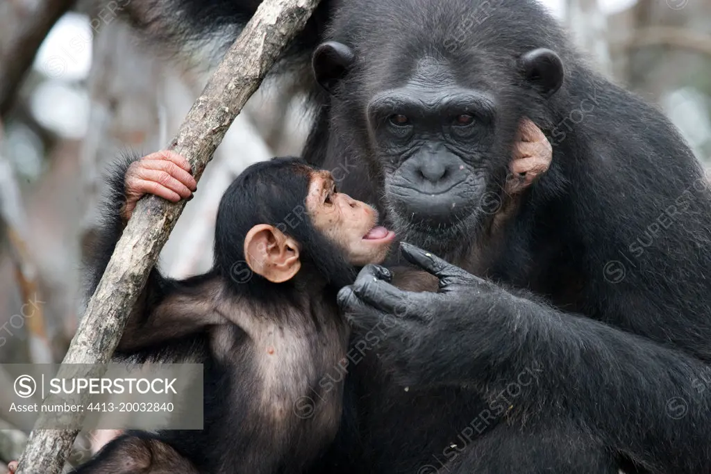 Female chimpanzee (Pan troglodytes) with a baby on mangrove trees. Republic of the Congo. Conkouati-Douli Reserve.