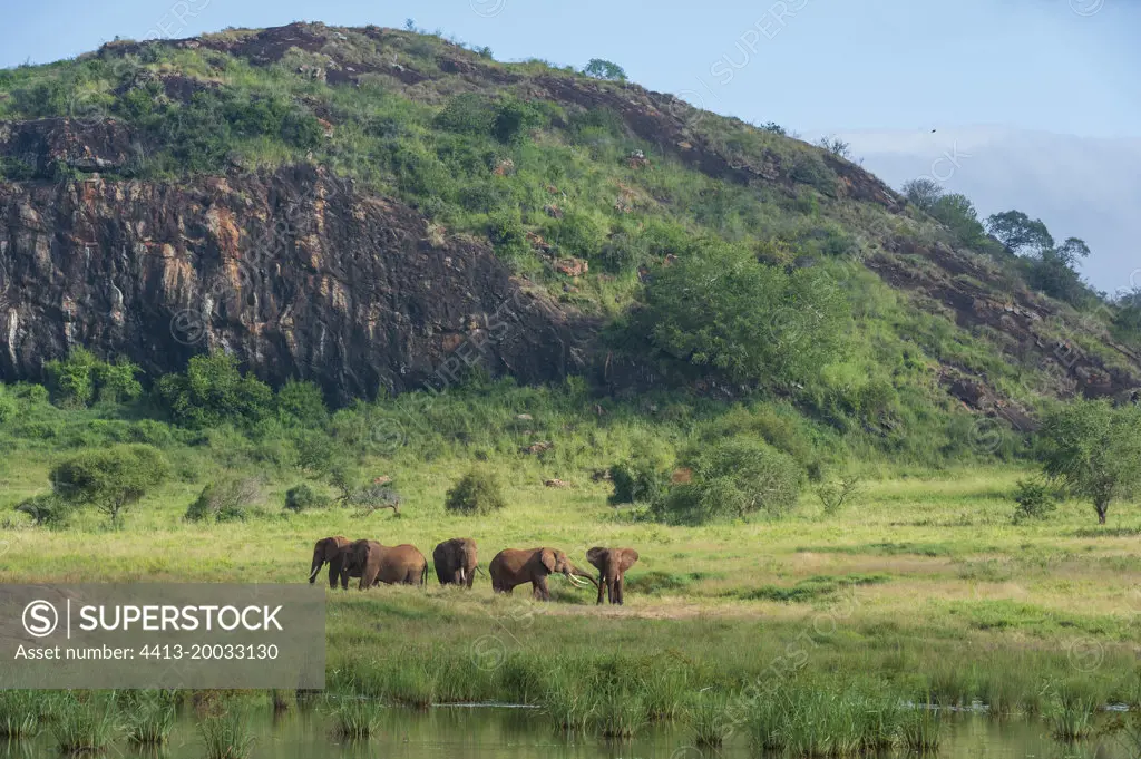 Elephants (Loxodonta africana) at Lion Rock, a promontory which has inspired the Walt Disney movie "The Lion King". Lualenyi, Tsavo Conservation Area, Kenya.