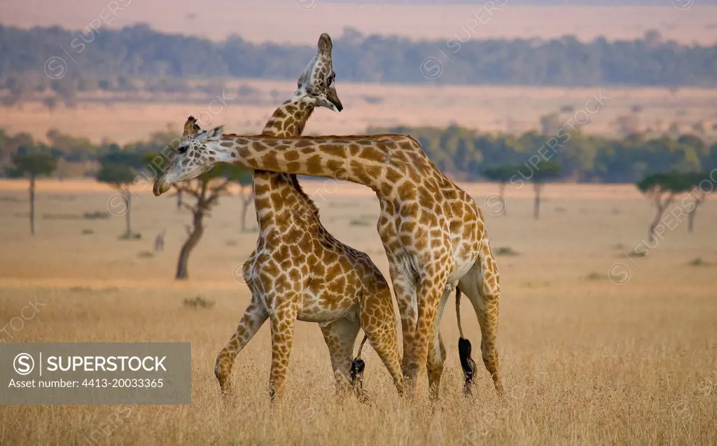 Two giraffes (Giraffa camelopardalis tippelskirchi) are fighting each other in the savannah. Kenya. Tanzania. Eastern Africa.