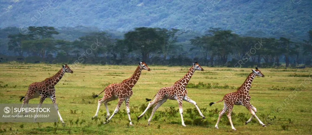 Four baby giraffes (Giraffa camelopardalis tippelskirchi) are running across the savannah. Close-up. Kenya. Tanzania. East Africa.