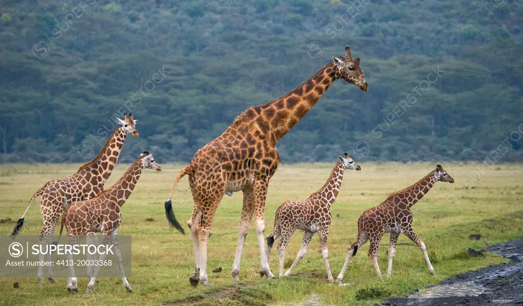 Group of giraffes (Giraffa camelopardalis tippelskirchi) in the savanna. Kenya. Tanzania. East Africa.