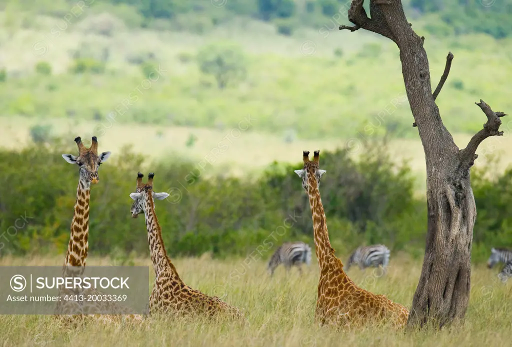 Group of giraffes (Giraffa camelopardalis tippelskirchi) are lying down on the grass and resting in the savannah. Kenya. Tanzania. East Africa.