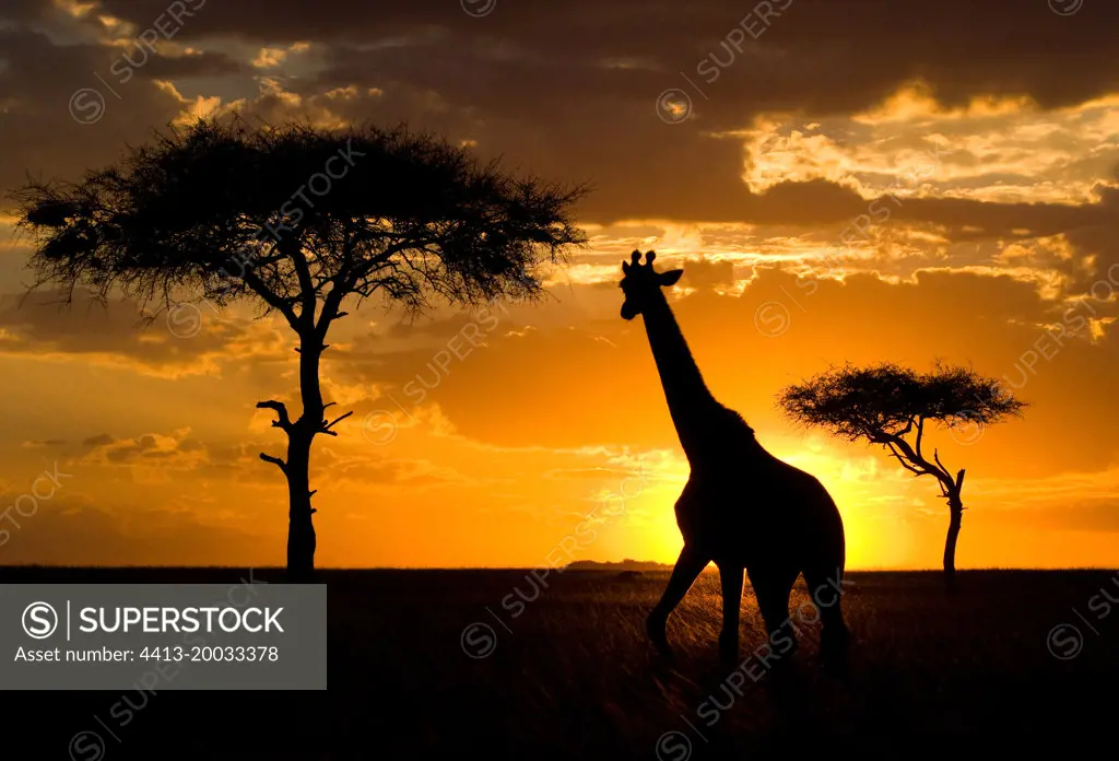 Giraffe (Giraffa camelopardalis tippelskirchi) on the background of a beautiful sunset. Kenya. Tanzania. East Africa.