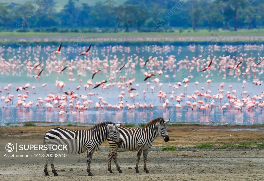 Two zebras (Equus quagga) against the background of flamingos. Ngorongoro Crater. Tanzania.