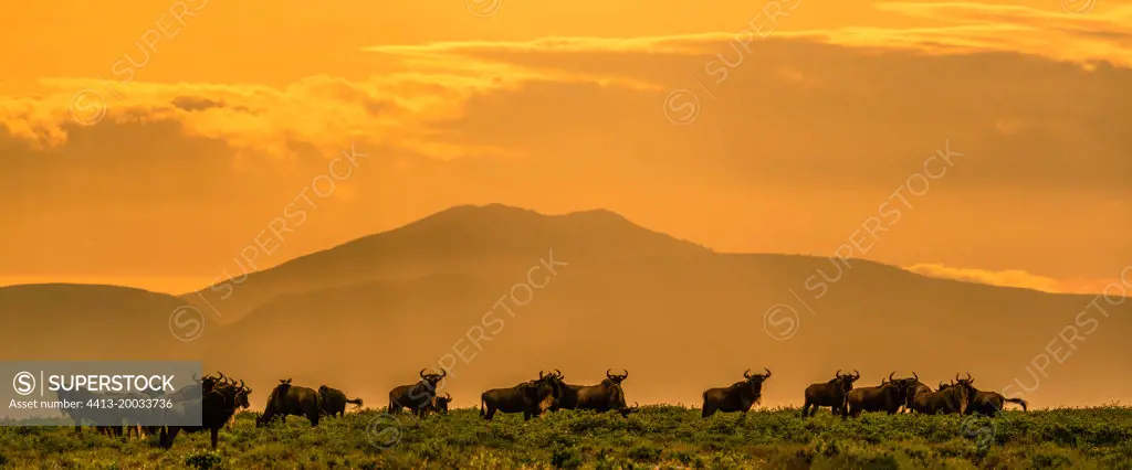 Blue wildebeest or common wildebeest, white-bearded wildebeest or brindled gnu (Connochaetes taurinus) with Mt. Lemagrut in the background. Ngorongoro Conservation Area (NCA). Tanzania