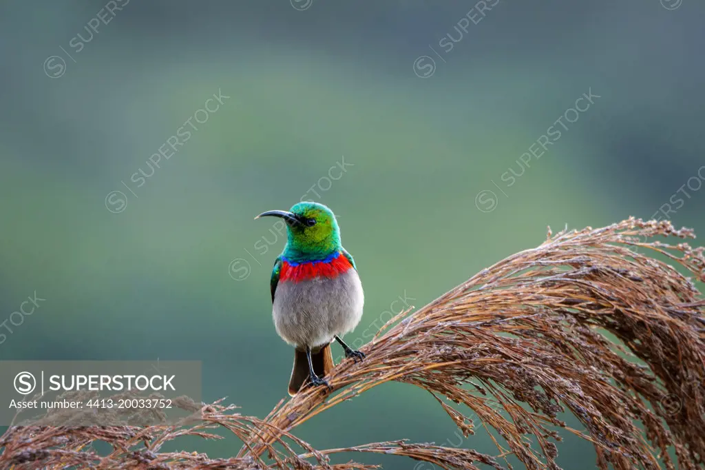 Southern double-collared sunbird or lesser double-collared sunbird (Cinnyris chalybeus). Cape Town, Western Cape. South Africa